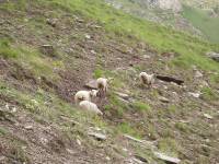 Youri - Ecrins 2005 301 
